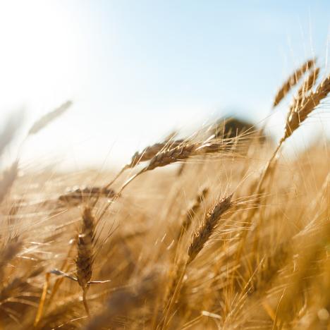cooperative-agricole-strategie-technique-audit-conseil